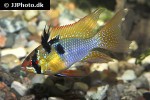 mikrogeophagus ramirezi mikrogeophagus ramirezi