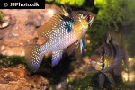 mikrogeophagus ramirezi mikrogeophagus ramirezi