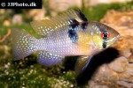 mikrogeophagus ramirezi mikrogeophagus ramirezi
