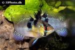 mikrogeophagus ramirezi mikrogeophagus ramirezi