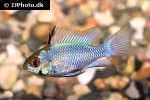 mikrogeophagus ramirezi electric blue mikrogeophagus ramirezi electric blue