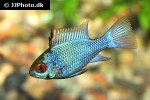 mikrogeophagus ramirezi electric blue mikrogeophagus ramirezi electric blue