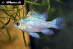 mikrogeophagus ramirezi electric blue mikrogeophagus ramirezi electric blue