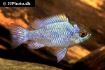 mikrogeophagus ramirezi electric blue mikrogeophagus ramirezi electric blue