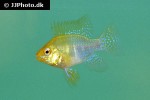 mikrogeophagus ramirezi gold mikrogeophagus ramirezi gold