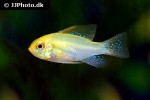 mikrogeophagus ramirezi gold mikrogeophagus ramirezi gold