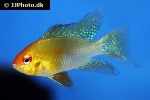 mikrogeophagus ramirezi gold mikrogeophagus ramirezi gold