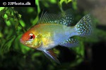 mikrogeophagus ramirezi gold mikrogeophagus ramirezi gold