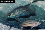 nannacara anomala nannacara anomala