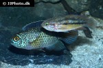 nannacara anomala nannacara anomala
