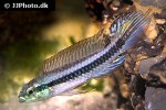 taeniacara candidi taeniacara candidi