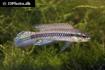 taeniacara candidi taeniacara candidi