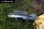 taeniacara candidi taeniacara candidi