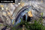 taeniacara candidi taeniacara candidi