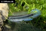 taeniacara candidi taeniacara candidi