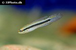 taeniacara candidi taeniacara candidi