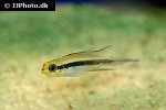 taeniacara candidi taeniacara candidi