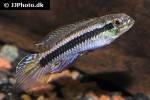 taeniacara candidi taeniacara candidi