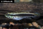 taeniacara candidi taeniacara candidi