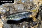 taeniacara candidi taeniacara candidi