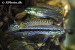 taeniacara candidi taeniacara candidi