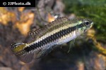 taeniacara candidi taeniacara candidi