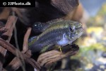 taeniacara candidi taeniacara candidi