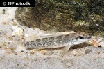 teleocichla centrarchus teleocichla centrarchus
