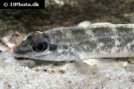 teleocichla centrarchus teleocichla centrarchus