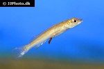 teleocichla monogramma teleocichla monogramma