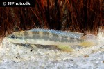 teleocichla proselytus teleocichla proselytus