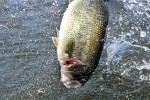 24 extremadura