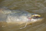 26 aragon   river ebro   caspe