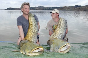 Spain - Catfish