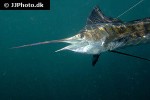 istiophorus platypterus istiophorus platypterus
