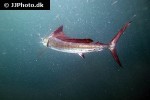 istiophorus platypterus istiophorus platypterus