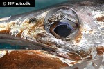 istiophorus platypterus istiophorus platypterus