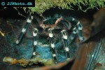 acanthoscurria geniculata brazilian white knee tarantula acanthoscurria geniculata brazilian white knee tarantula