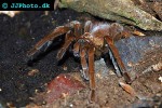 acanthoscurria species tarantula acanthoscurria species tarantula