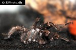 aphonopelma seemanni costa rican striped knee tarantula aphonopelma seemanni costa rican striped knee tarantula