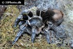 aphonopelma seemanni costa rican striped knee tarantula aphonopelma seemanni costa rican striped knee tarantula