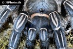 aphonopelma seemanni costa rican striped knee tarantula aphonopelma seemanni costa rican striped knee tarantula