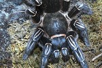 aphonopelma seemanni costa rican striped knee tarantula aphonopelma seemanni costa rican striped knee tarantula