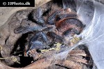 avicularia braunshauseni goliath pinktoe tarantula avicularia braunshauseni goliath pinktoe tarantula