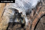 avicularia braunshauseni goliath pinktoe tarantula avicularia braunshauseni goliath pinktoe tarantula