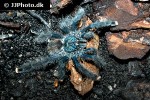 avicularia metallica metallic pinktoe tarantula avicularia metallica metallic pinktoe tarantula