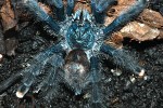 avicularia metallica metallic pinktoe tarantula avicularia metallica metallic pinktoe tarantula