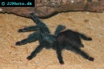 avicularia ulrecia pinktoe tarantula avicularia ulrecia pinktoe tarantula