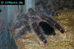 avicularia urticans peruvian pinktoe tarantula avicularia urticans peruvian pinktoe tarantula