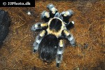 brachypelma auratum mexican flame knee tarantula brachypelma auratum mexican flame knee tarantula